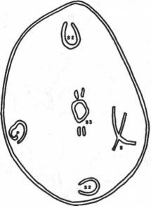 Мистерия Сириуса - i_004.jpg
