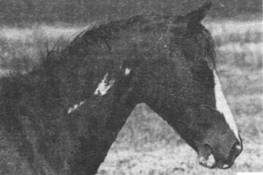 Как правильно выбрать и воспитать лошадь - i_120.jpg