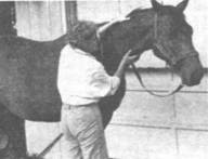 Как правильно выбрать и воспитать лошадь - i_134.jpg