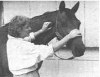 Как правильно выбрать и воспитать лошадь - i_138.jpg