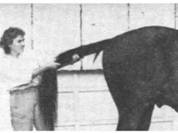 Как правильно выбрать и воспитать лошадь - i_142.jpg