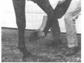 Как правильно выбрать и воспитать лошадь - i_146.jpg