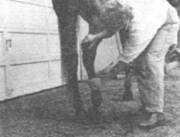 Как правильно выбрать и воспитать лошадь - i_149.jpg