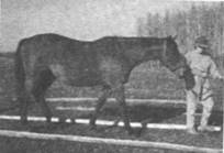 Как правильно выбрать и воспитать лошадь - i_152.jpg