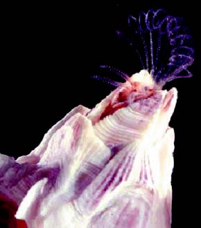 Газета Троицкий Вариант   42 (24_11_2009) - TAGhttp___trv-science_ru_uploads_42N-251_jpg667165