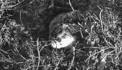 Родина белых медведей - i_010.jpg