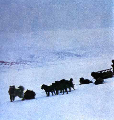 Родина белых медведей - i_013.jpg