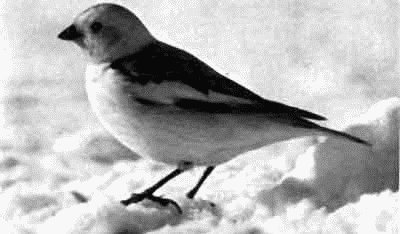 Родина белых медведей - i_020.jpg