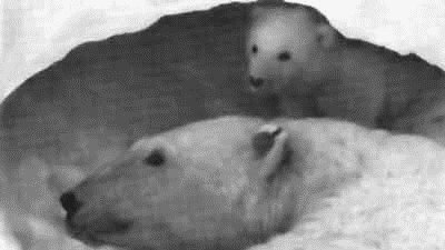 Родина белых медведей - i_023.jpg