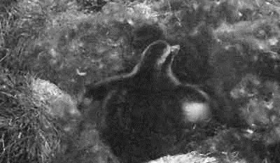 Родина белых медведей - i_051.jpg