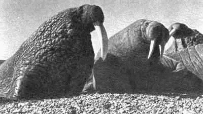 Родина белых медведей - i_060.jpg