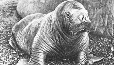 Родина белых медведей - i_061.jpg