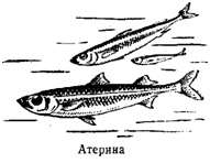 Волны над нами - i_024.jpg