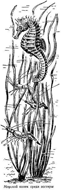 Волны над нами - i_060.jpg