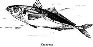 Волны над нами - i_074.jpg