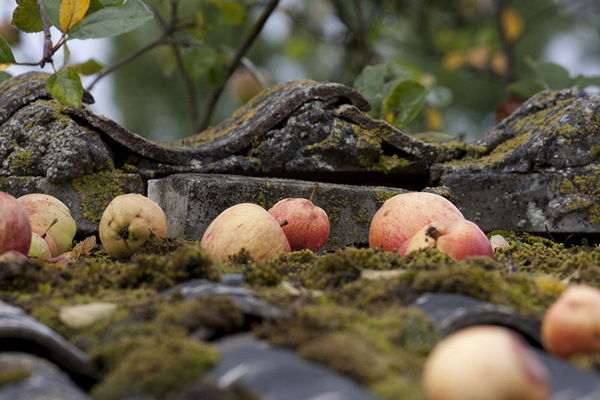 История Лотты - apples.jpg