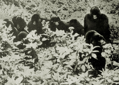 Год под знаком гориллы - i_020.jpg