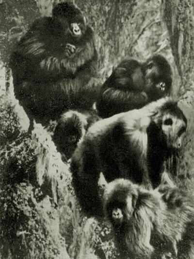 Год под знаком гориллы - i_023.jpg