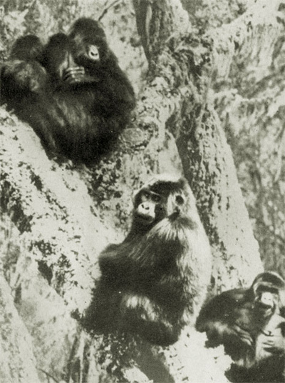 Год под знаком гориллы - i_025.jpg