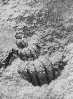 Загадки пустыни Гоби - i_009.jpg