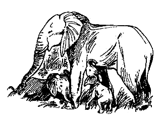 Спасти слона! - i_057.png