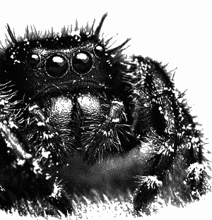 Инстинкт - i_006.png