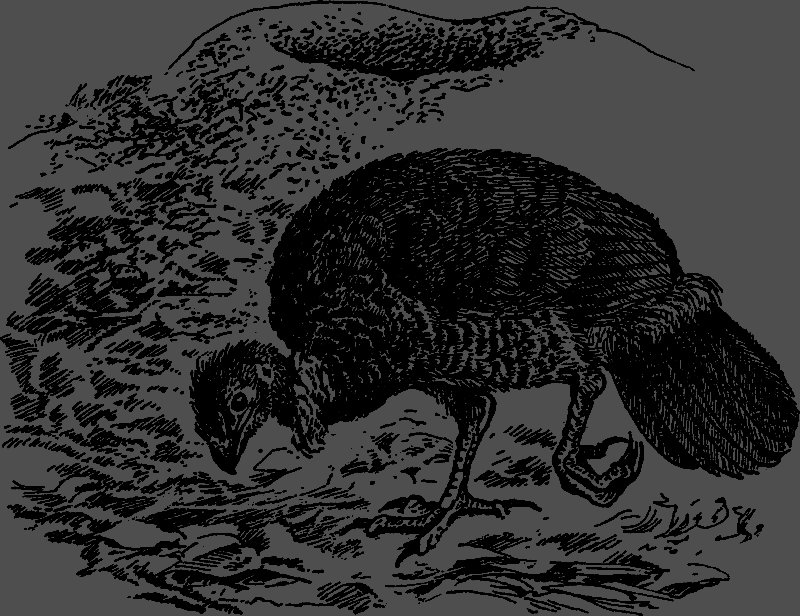 Австралийские этюды - i_006.png