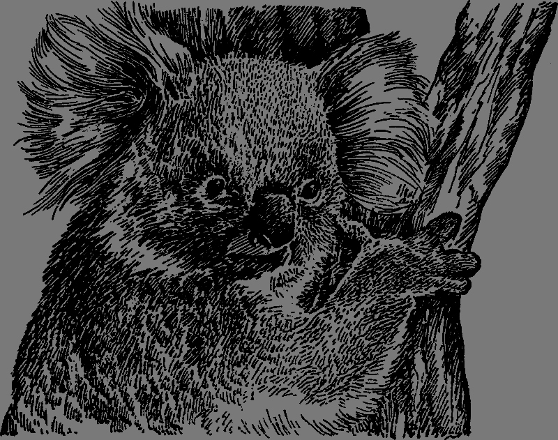 Австралийские этюды - i_028.png