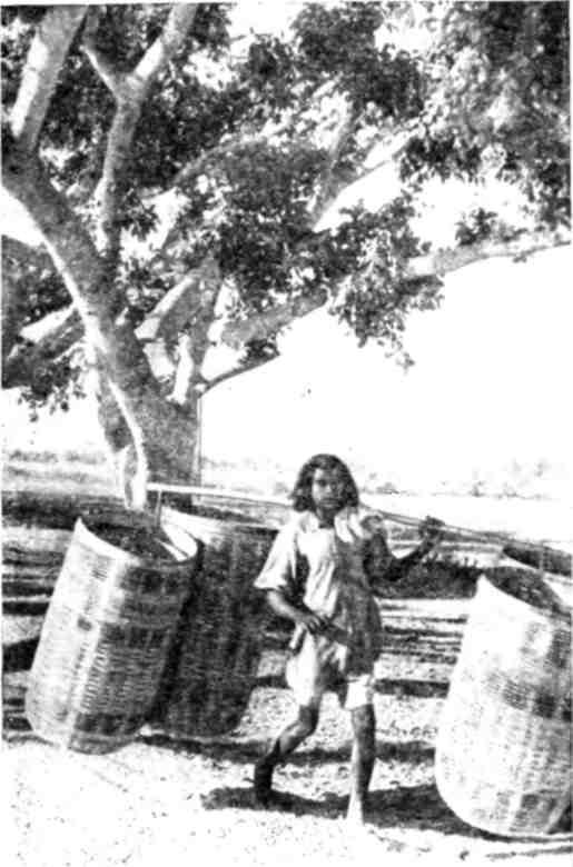 В Индии - img_5.jpeg