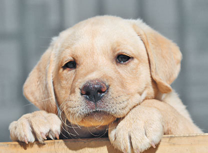 Жизнь замечательных людей и зверей. Короткие истории о всяком разном - i_063.jpg