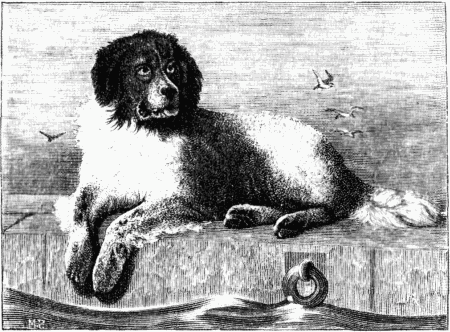 Знаменитые собаки - i_047.png