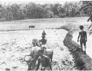 Краски далекого острова - image7.png