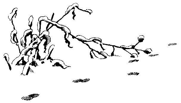 Формозов А.Н. Шесть дней в лесах - _1.jpg