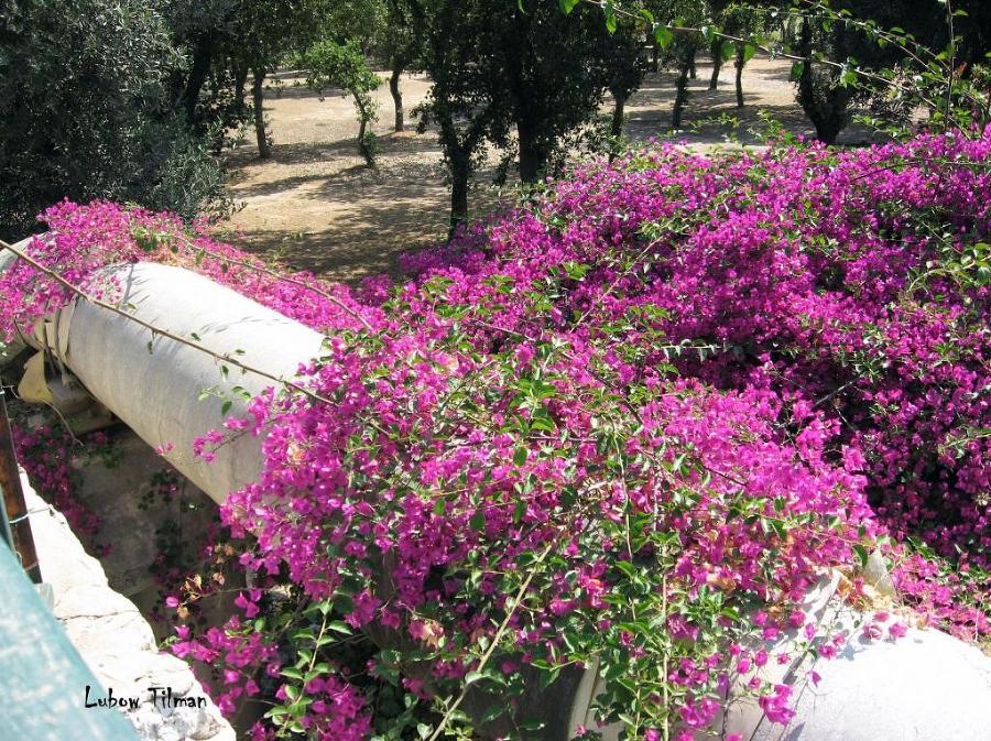 Сны над облаками - _12.jpg