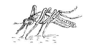 Самые обычные животные - i_002.jpg