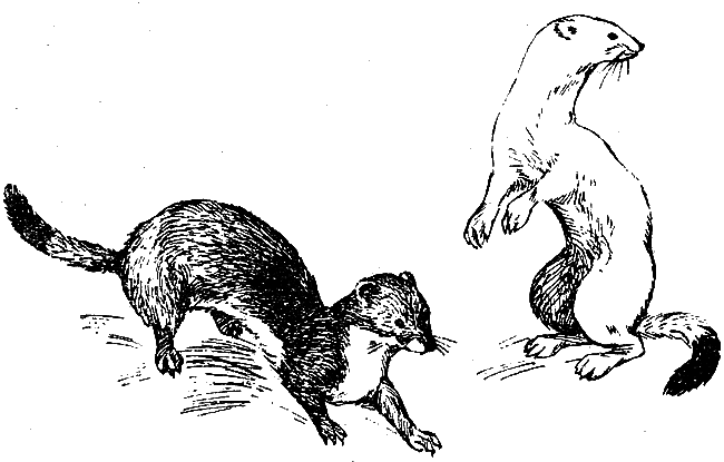 Звери у себя дома - i_046.png