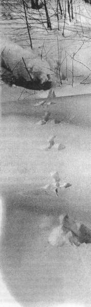 Рассказы о животных - i_010.jpg