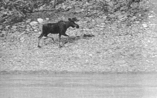 Рассказы о животных - i_015.jpg