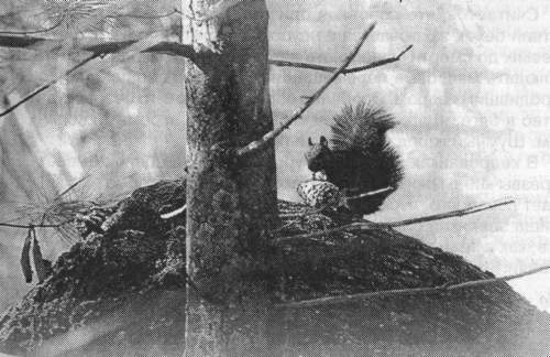 Рассказы о животных - i_016.jpg