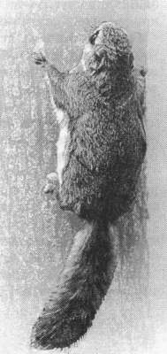 Рассказы о животных - i_021.jpg