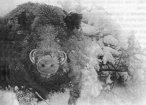 Рассказы о животных - i_022.jpg