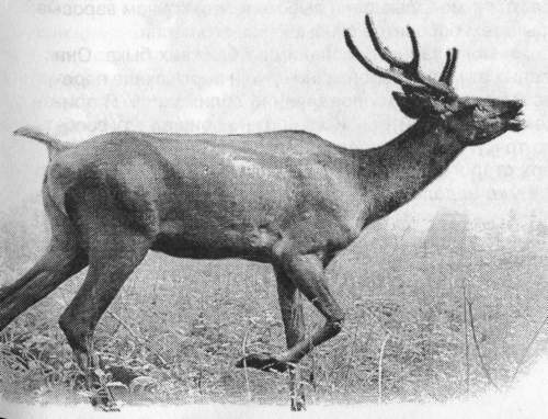 Рассказы о животных - i_026.jpg