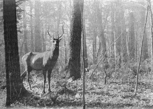 Рассказы о животных - i_028.jpg