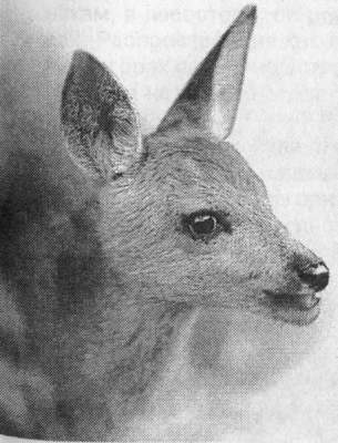 Рассказы о животных - i_029.jpg