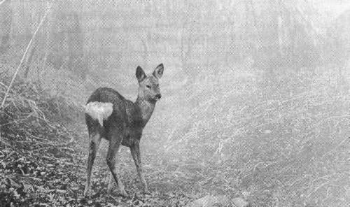 Рассказы о животных - i_030.jpg