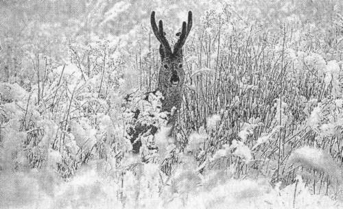 Рассказы о животных - i_031.jpg