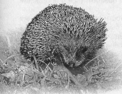 Рассказы о животных - i_032.jpg