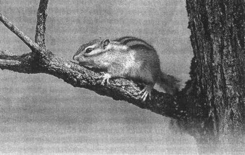 Рассказы о животных - i_035.jpg