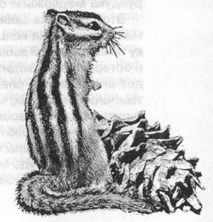 Рассказы о животных - i_036.jpg