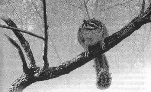 Рассказы о животных - i_037.jpg